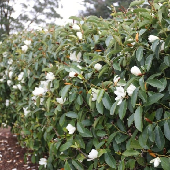 Almanac Planting Co White Fairy Magnolia® by Anthony Tesselaar Plants. A hedge row of white magnolias in bloom.