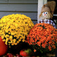Almanac Planting Co Yellow and Orange Garden Mums in a Fall Themed Display with Straw and Pumpkins