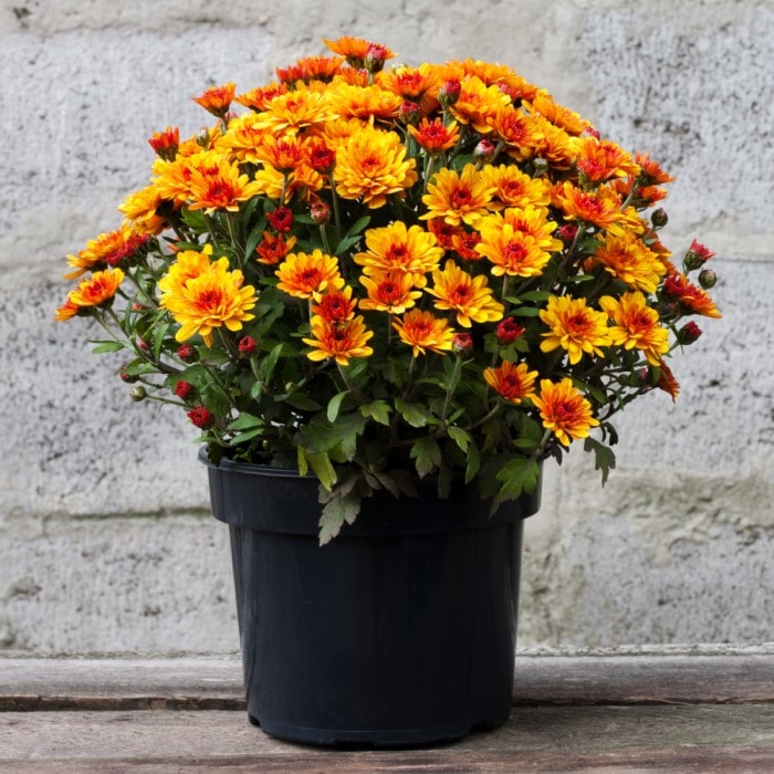 Almanac Planting Co Orange Garden Mums with open flowers. The plant is in a black grow pot.