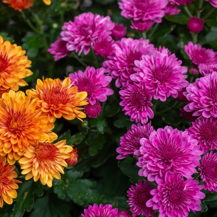 Almanac Planting Co Orange and Purple Garden Mums Flowering Next to Each Other