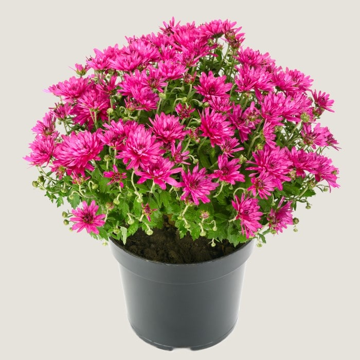 Almanac Planting Co Purple Garden Mums with open flowers. The plant is in a black grow pot.