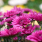 Almanac Planting Co Purple Garden Mums With Open Flowers