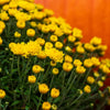 Almanac Planting Co Yellow Garden Mums With Flowers About to Open