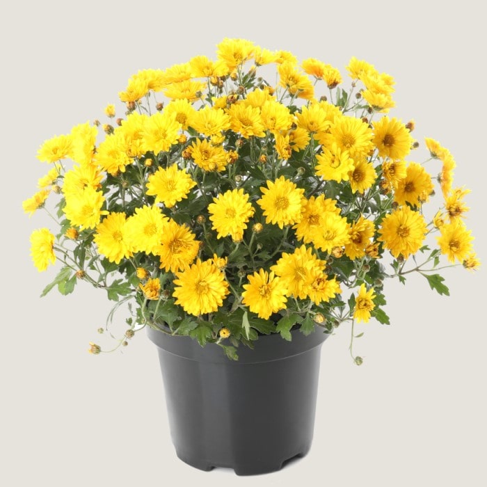 Almanac Planting Co Yellow Garden Mums with open flowers. The plant is in a black grow pot. 