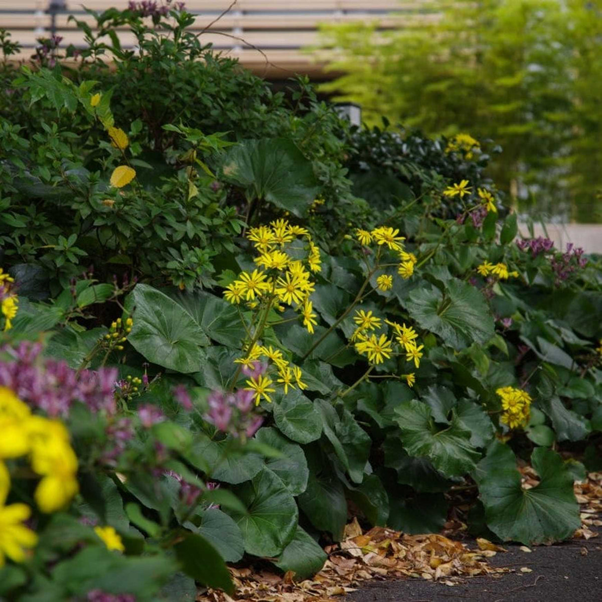 Almanac Planting Co: Lush garden display featuring Farfugium japonicum 'Giganteum', known for its robust foliage and bright daisy-like blooms, perfect for moist, shaded environments.