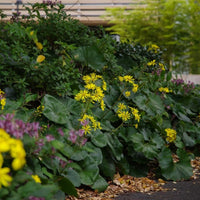 Almanac Planting Co: Lush garden display featuring Farfugium japonicum 'Giganteum', known for its robust foliage and bright daisy-like blooms, perfect for moist, shaded environments.