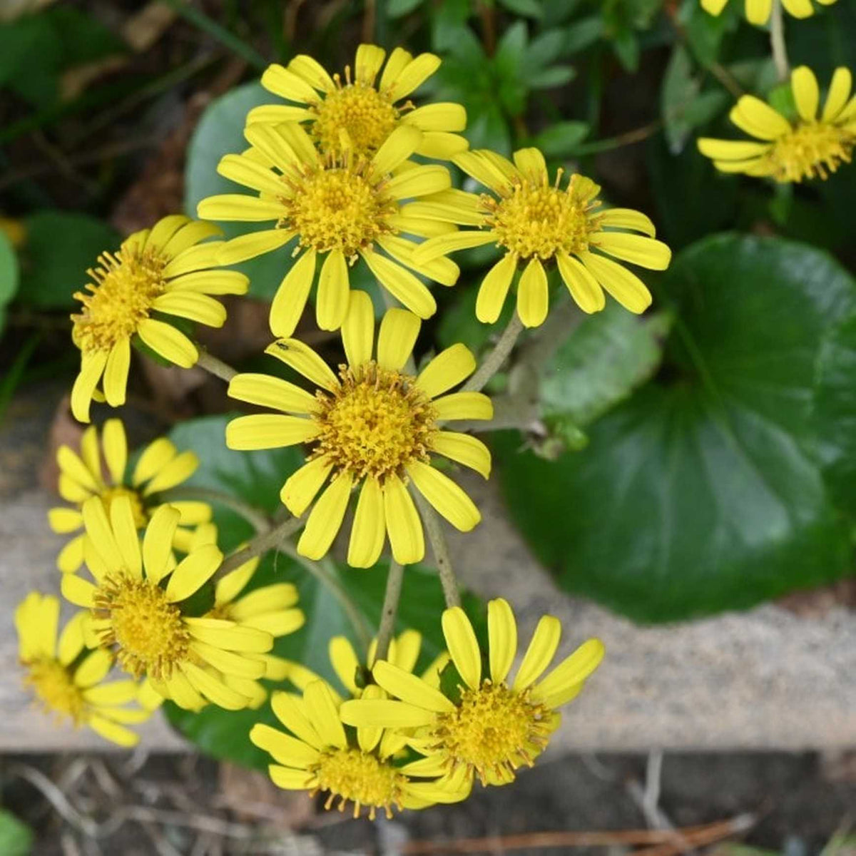 Almanac Planting Co: Farfugium japonicum 'Giganteum' showcasing its vibrant yellow flowers and large glossy leaves, ideal for adding dramatic flair to shade gardens.