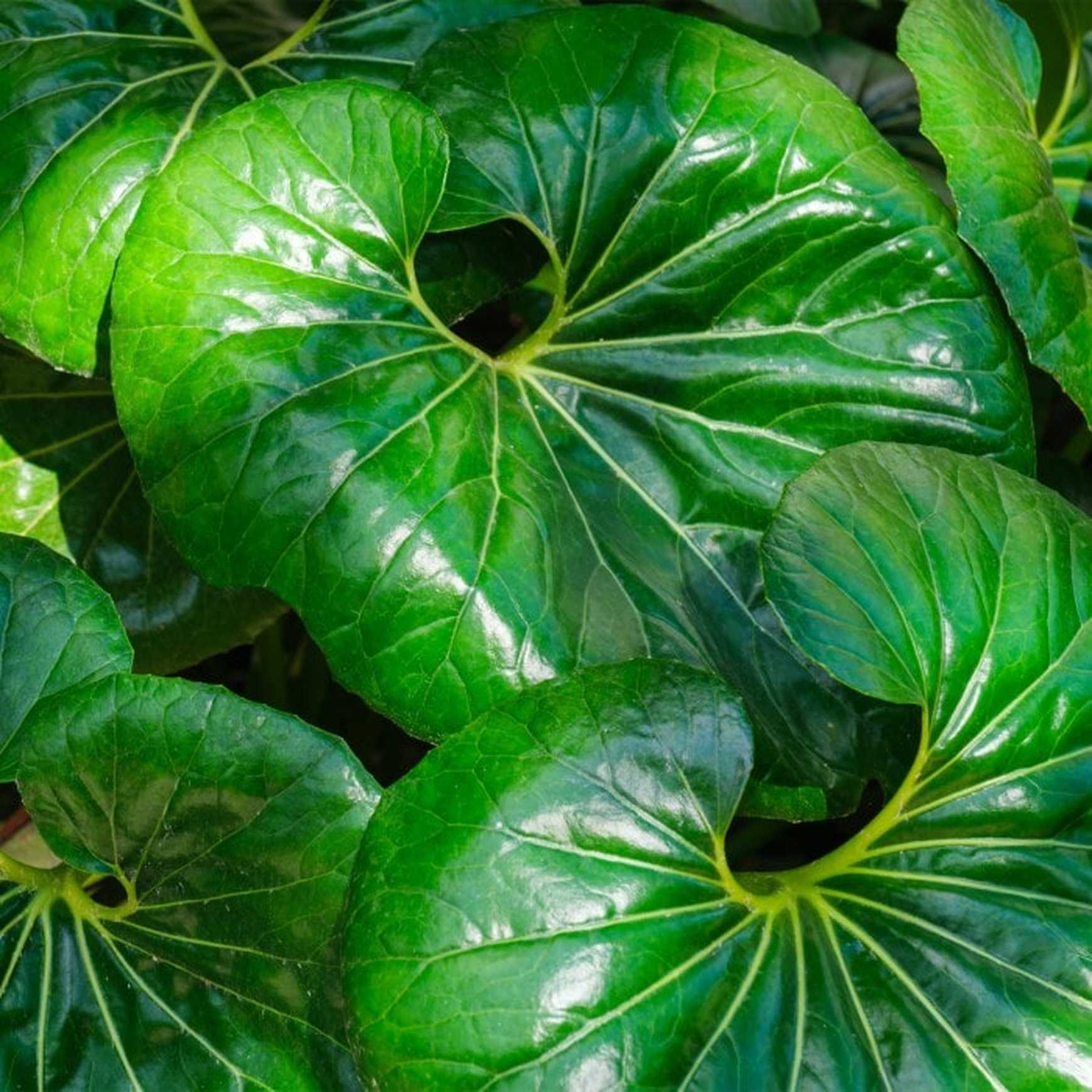 Almanac Planting Co: Close-up view of Farfugium japonicum 'Giganteum' highlighting the detailed texture and rich green color of its leaves, enhancing any garden with its tropical appearance.