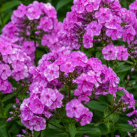 Fashionably Early Flamingo Phlox