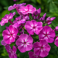Fashionably Early Flamingo Phlox