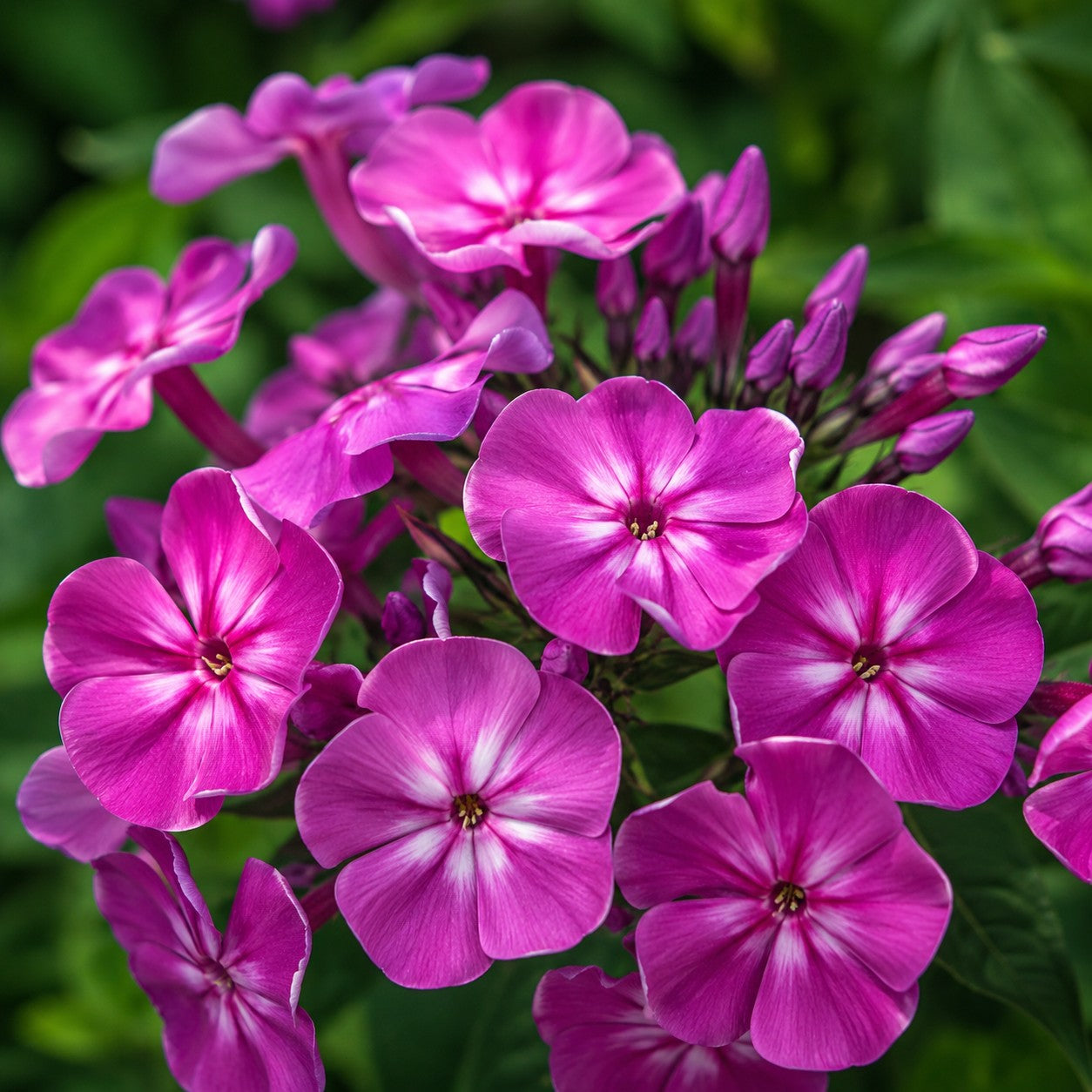 Fashionably Early Flamingo Phlox