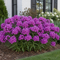 Fashionably Early Flamingo Phlox