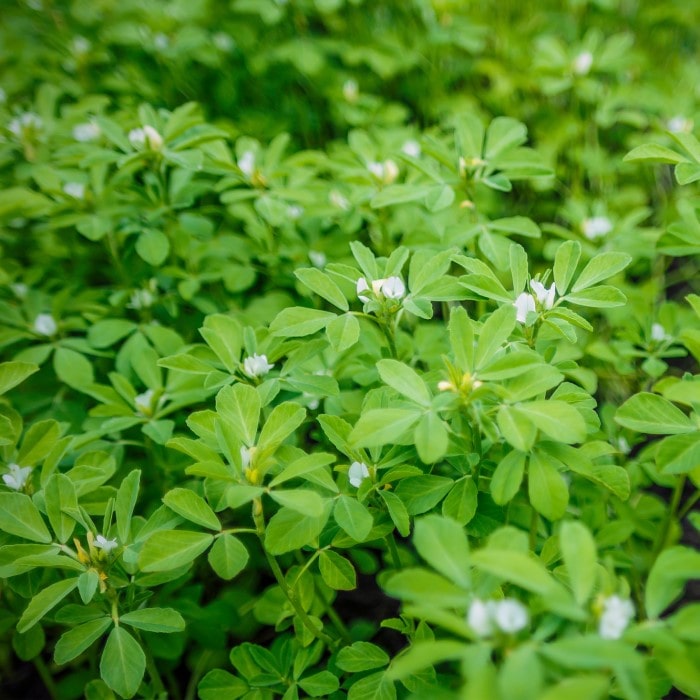 Almanac Planting Co: Fenugreek plant with trifoliate green leaves growing densely in a sunny herb garden