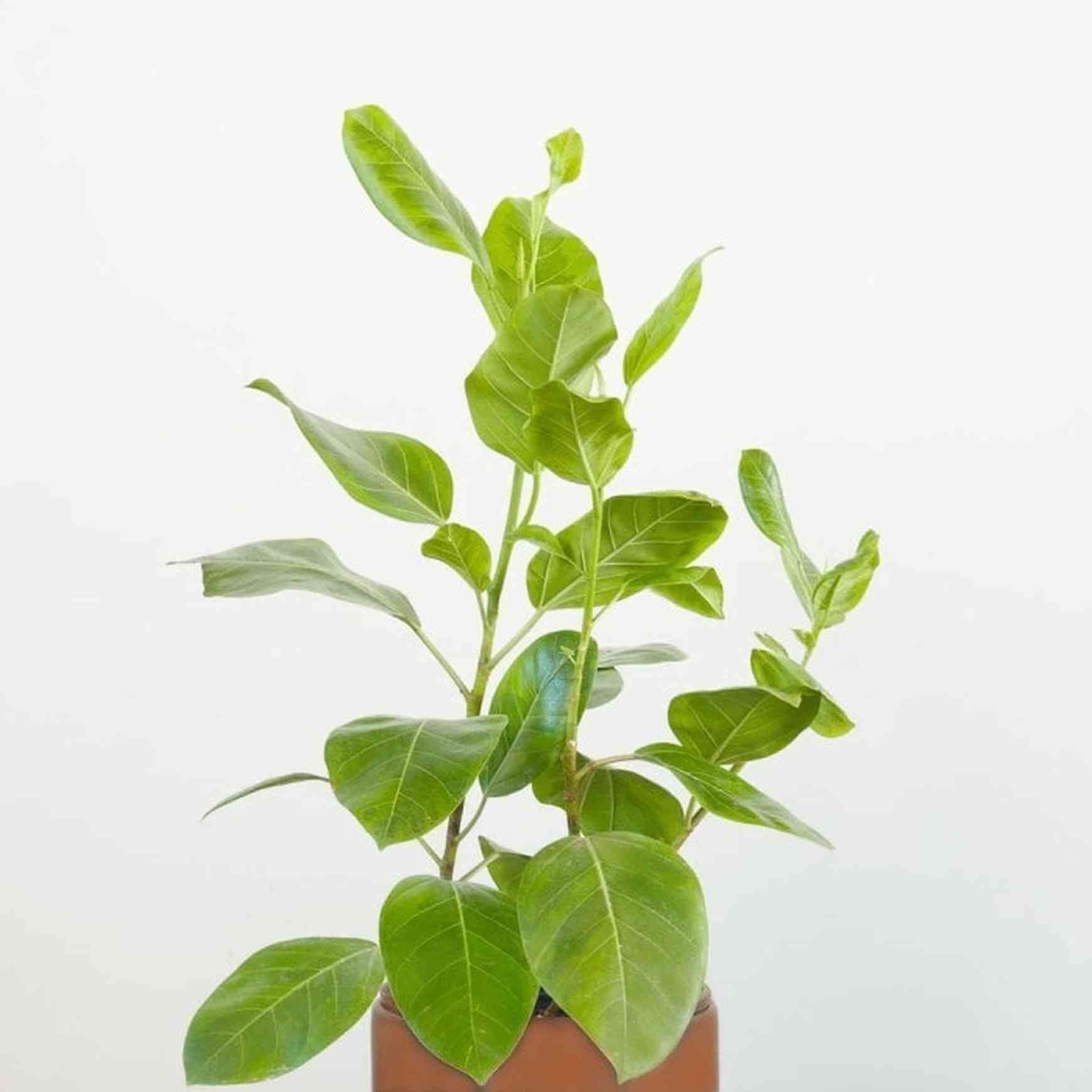 Almanac Planting Co Ficus altissima 'Yellow Gem'. Also called Variegated Rubber Tree and Council Tree. Potted in a 8" terra cotta pot, in front of a whitish gray background. 