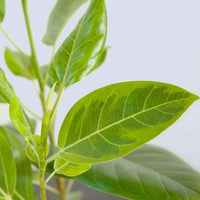 Almanac Planting Co Ficus altissima 'Yellow Gem'. Also called Variegated Rubber Tree and Council Tree. A close up image of the dark green and chartreuse yellow variegation.