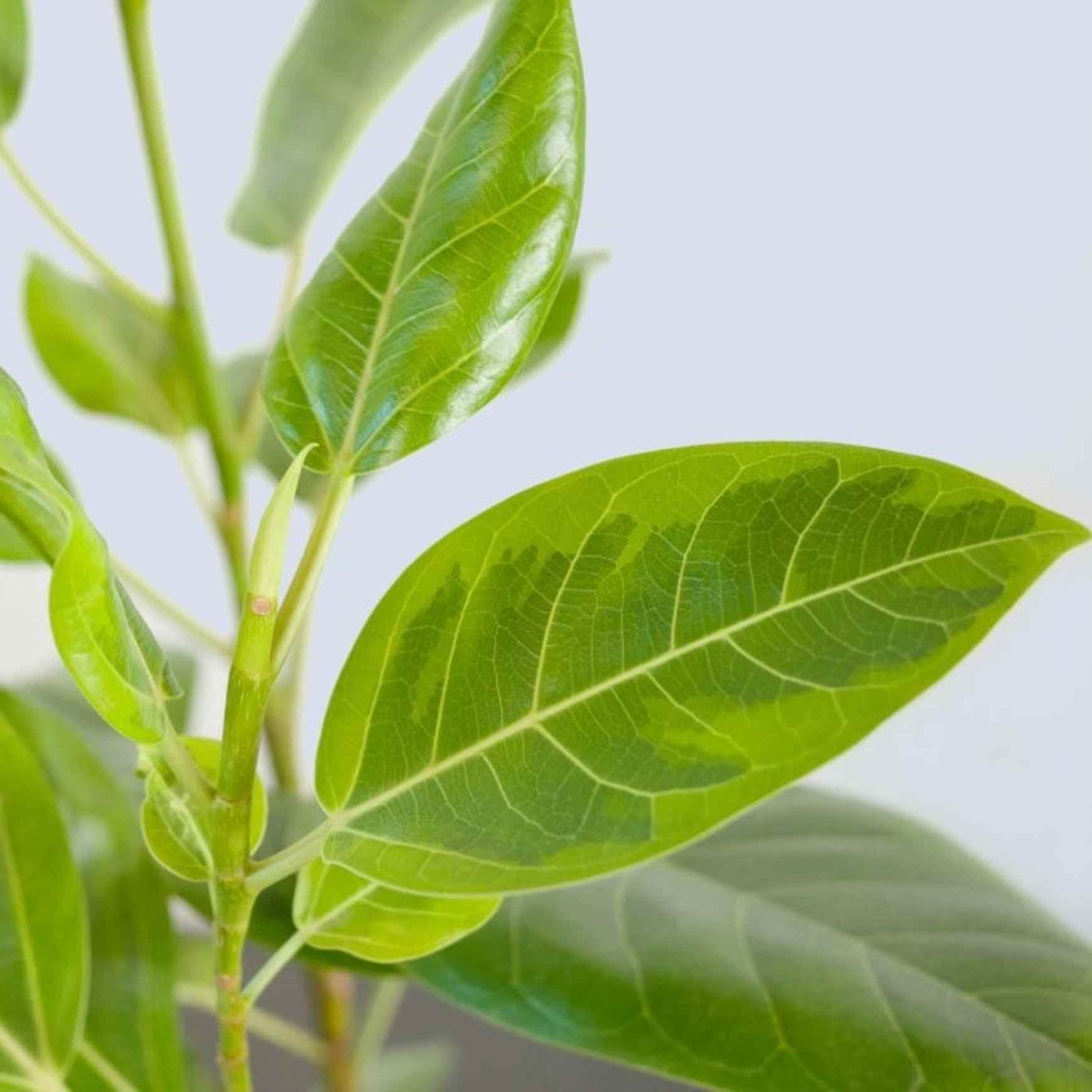 Almanac Planting Co Ficus altissima 'Yellow Gem'. Also called Variegated Rubber Tree and Council Tree. A close up image of the dark green and chartreuse yellow variegation.