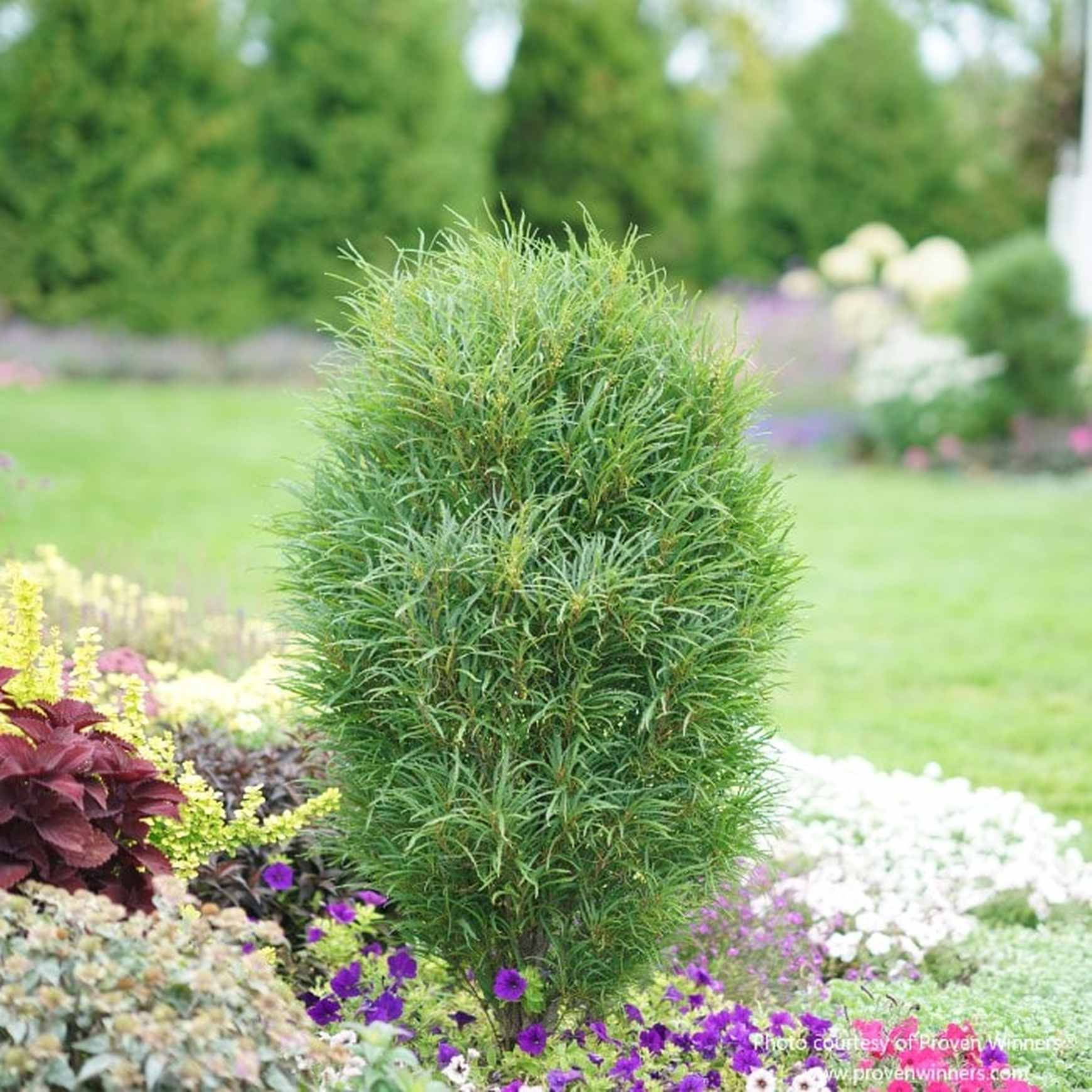 Almanac Planting Co: This Proven Winners Fine Line® Buckthorn (Rhamnus frangula) specimen stands proud among a vibrant mix of seasonal flowers, illustrating its use as an architectural plant, ideal for adding height and structure to mixed borders or as a focal point in a diverse garden planting scheme.