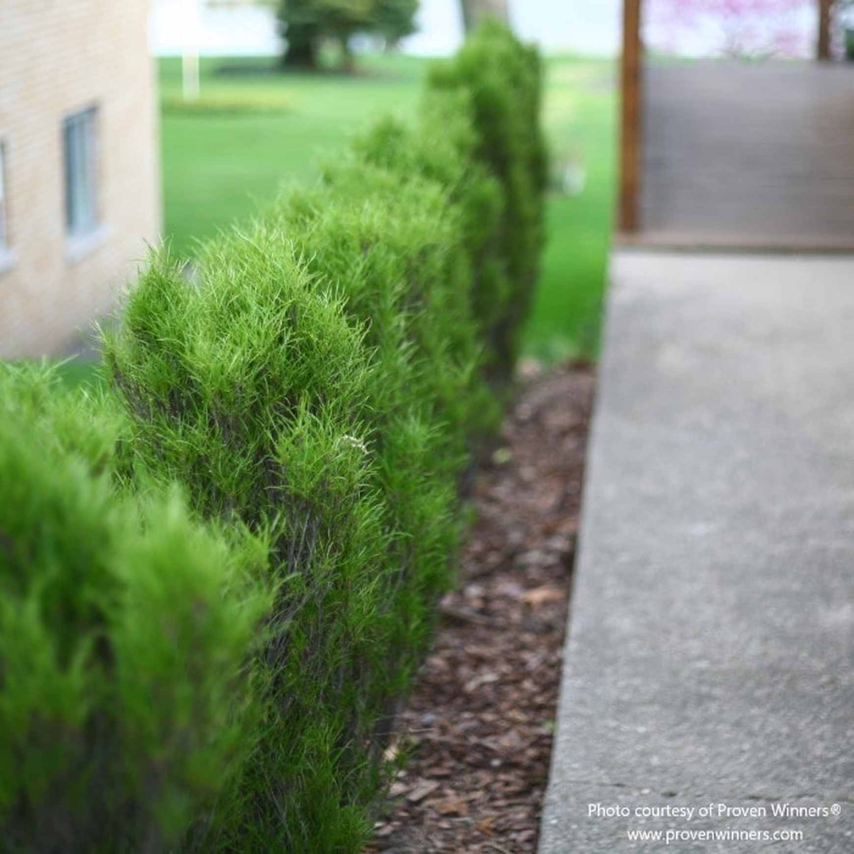 Almanac Planting Co: Proven Winners Fine Line® Buckthorn (Rhamnus frangula) shows off its fine, fern-like foliage in a well-maintained hedge, introducing a textural dimension to garden borders or pathways, a low-maintenance and versatile option for year-round interest in garden designs.