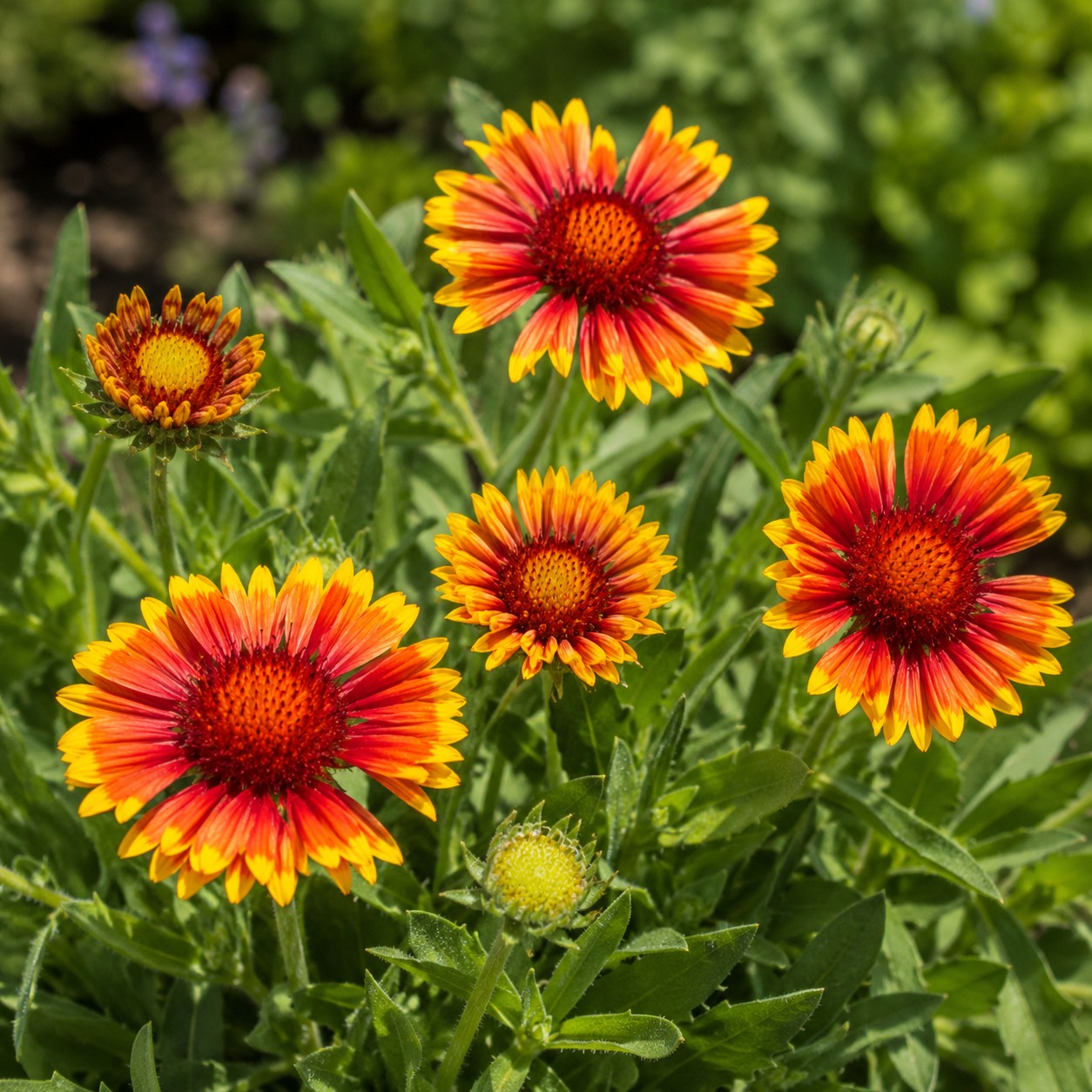 Fire Wheels Blanket Flower
