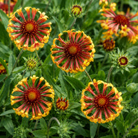 Fire Wheels Blanket Flower