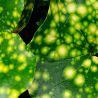 Almanac Planting Co Firefly Leopard Plant (Farfugium japonicum 'Aureomaculatum'). A close up image of yellow and green speckled leaves.
