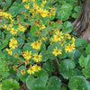 Almanac Planting Co Firefly Leopard Plant (Farfugium japonicum 'Aureomaculatum'). Growing outdoors in the deep shade, against the foot of a tree. There is a tall yellow flower emerging from the plant.