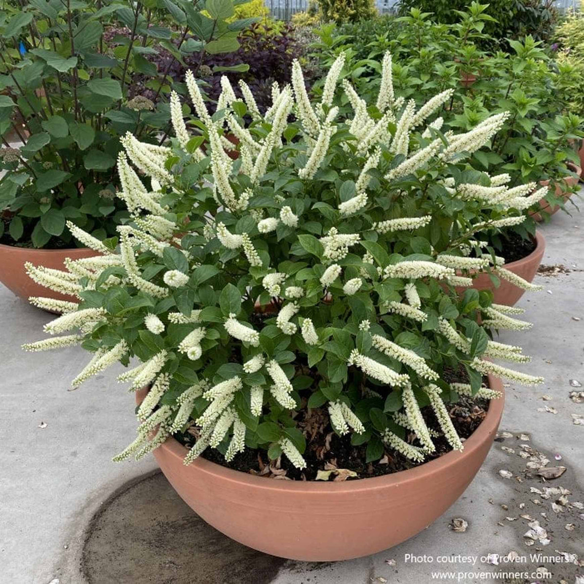 Almanac Planting Co: Potted Fizzy Mizzy® Sweetspire showing its compact, mounded form with upright white flower spikes in full summer bloom.