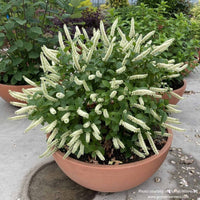 Almanac Planting Co: Potted Fizzy Mizzy® Sweetspire showing its compact, mounded form with upright white flower spikes in full summer bloom.