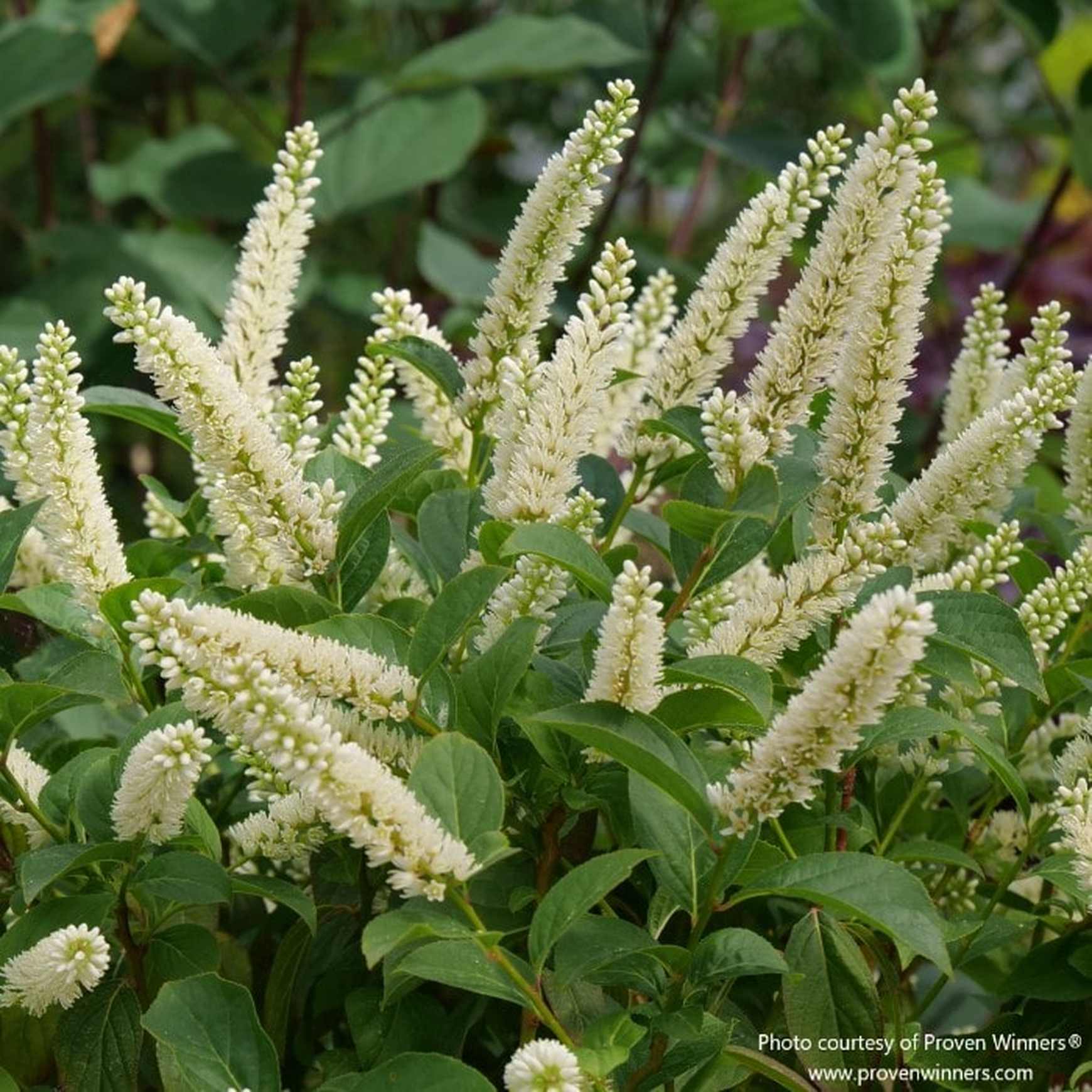 Almanac Planting Co: Detailed shot of Fizzy Mizzy® Sweetspire blossoms showing texture and fragrance appeal for pollinators.