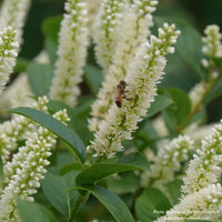 Almanac Planting Co: Close-up of Fizzy Mizzy® Sweetspire flower clusters highlighting the bottlebrush blooms and pollinator activity.