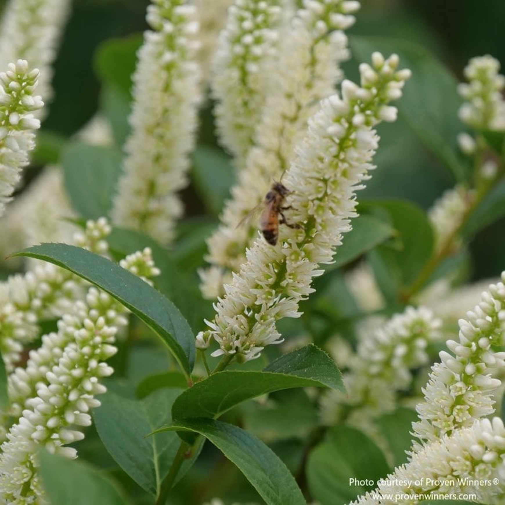 Almanac Planting Co: Close-up of Fizzy Mizzy® Sweetspire flower clusters highlighting the bottlebrush blooms and pollinator activity.