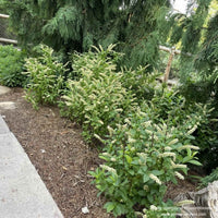 Almanac Planting Co: Mass planting of Fizzy Mizzy® Sweetspire in early summer, displaying dense blooms and glossy green foliage.
