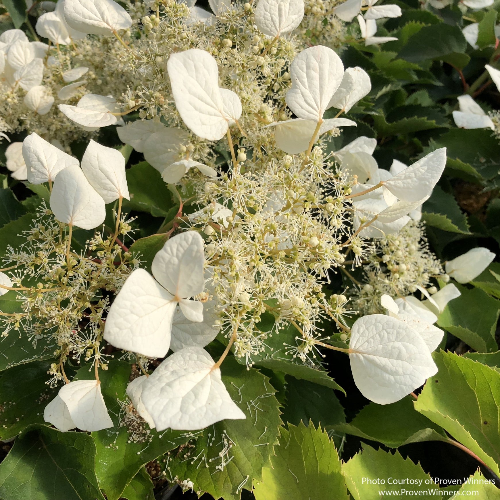 Flirty Girl® False Hydrangea-Vine