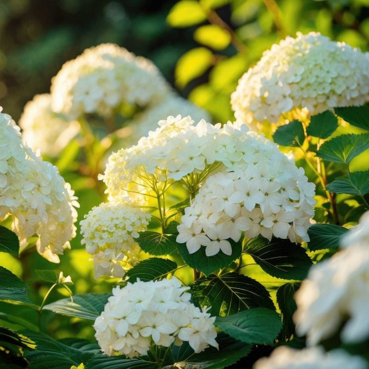 Almanac Planting Co: FlowerFull® Smooth Hydrangea in full summer bloom, displaying large, rounded clusters of white flowers held upright on strong stems.
