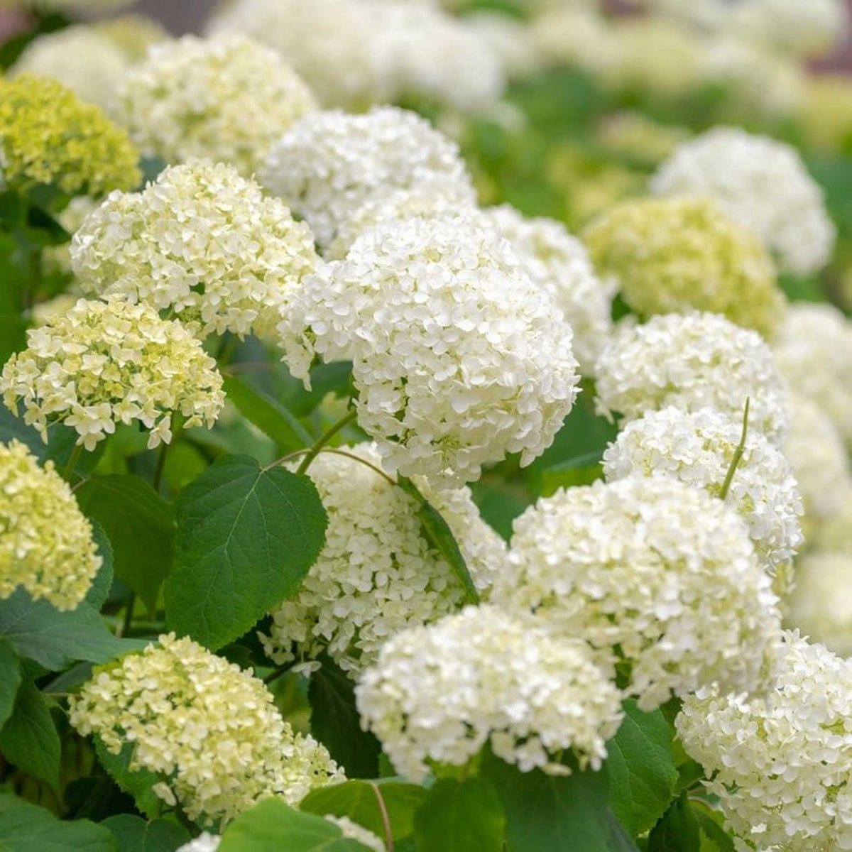Almanac Planting Co: Close-up of FlowerFull® Smooth Hydrangea blossoms showing crisp white petals and dense texture characteristic of this hardy reblooming shrub.