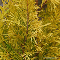 Almanac Planting Co: Proven Winners® 'Fluffy' Thuja, highlighting the plant's unique textured leaves in a vibrant yellow hue.