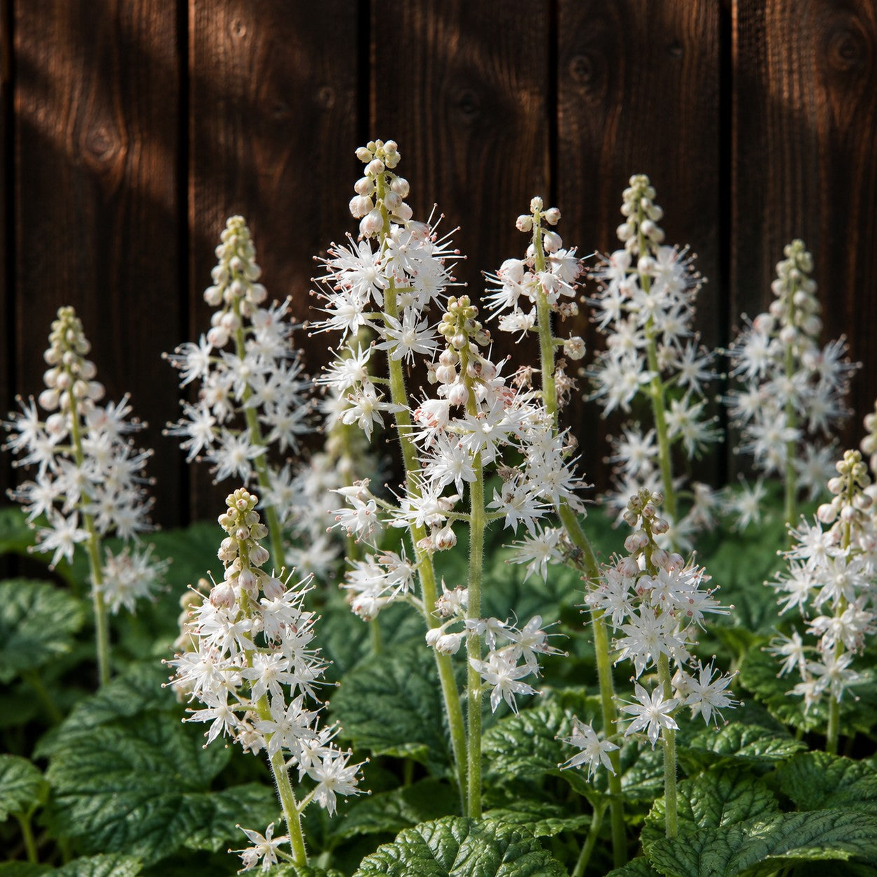 Plants for USDA Zone 6 – Page 9 – Almanac Planting Co