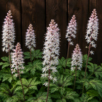 Foamflower 'Running Tapestry'
