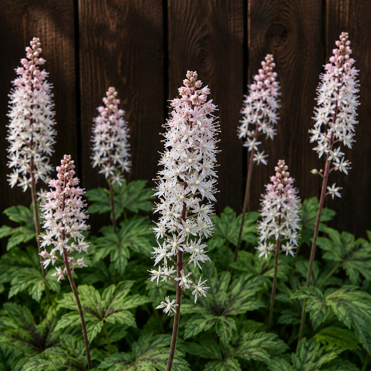 Foamflower 'Running Tapestry'