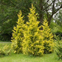 Almanac Planting Co Forever Goldy™ Arborvitae (Thuja plicata 'Forever Goldy' (aka '4EVER')). A group of three golden yellow arbs growing together.