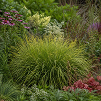 Almanac Planting Co: Fox Sedge forming a dense arching green clump with developing seed stems in a richly planted perennial garden
