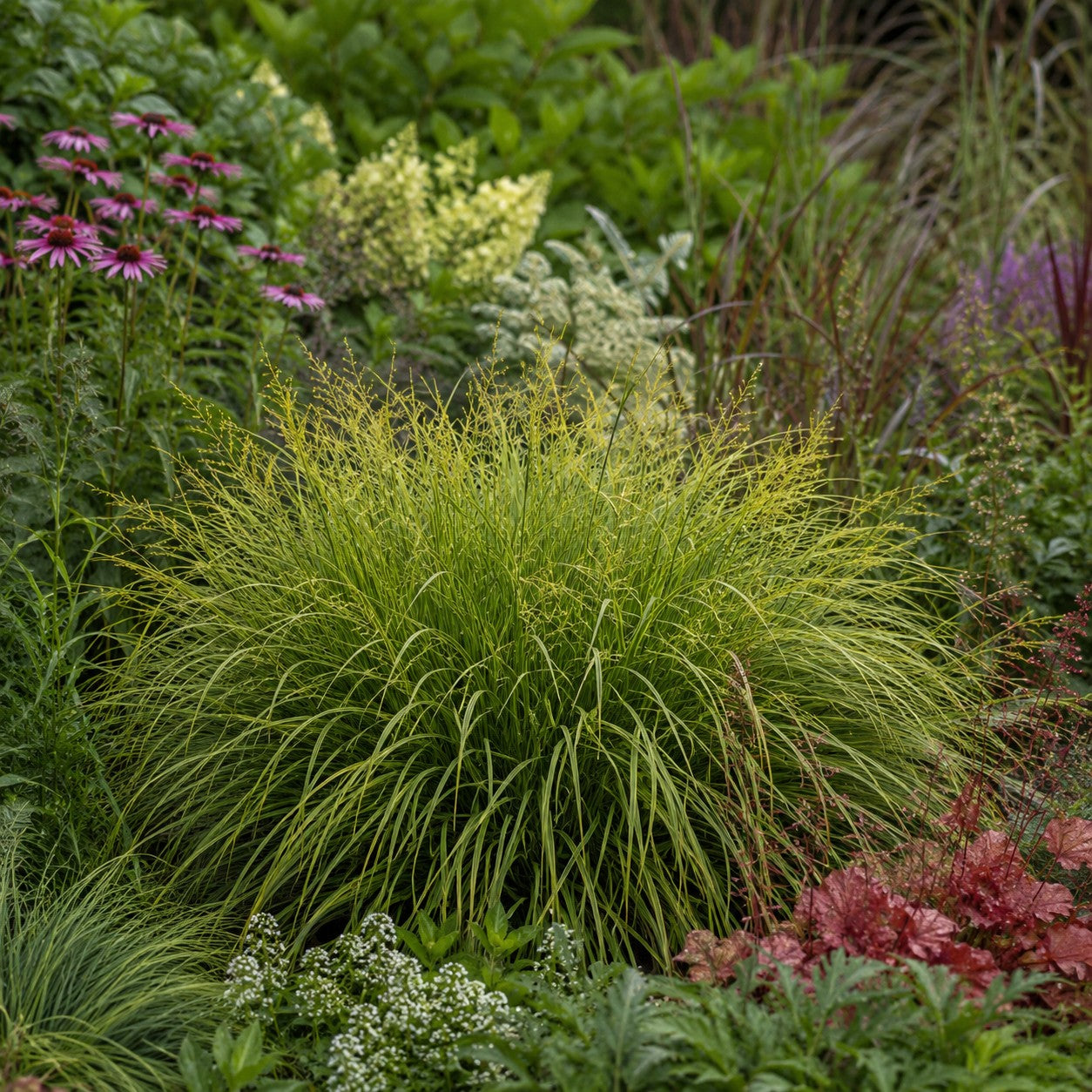Almanac Planting Co: Fox Sedge forming a dense arching green clump with developing seed stems in a richly planted perennial garden