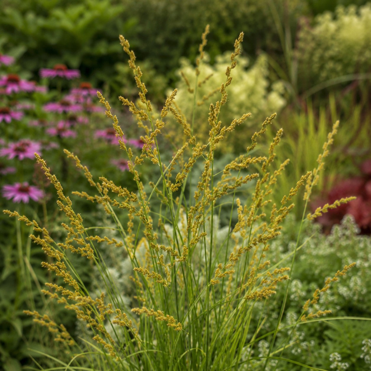 Almanac Planting Co: Fox Sedge showing tall branching stems covered in warm golden seed clusters above narrow green foliage