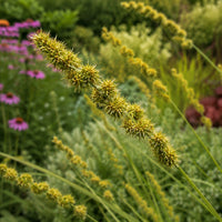 Almanac Planting Co: Close-up of Fox Sedge showing a bristly green-gold seedhead on an arching stem in a mixed garden
