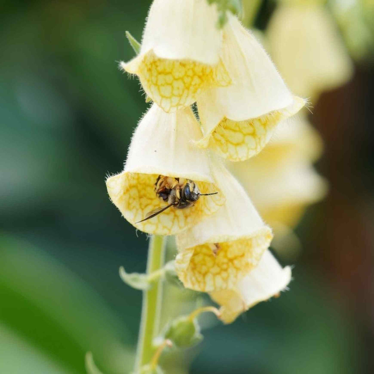 Almanac Planting Co: Zoom in on the beauty of Arctic Fox Lemon Cream Foxglove with this close-up shot, emphasizing the unique speckled patterns inside the blooms. The soft lemon-yellow flowers make it a standout choice for garden borders and floral arrangements, bringing a gentle yet captivating allure to any green space.