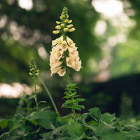 Almanac Planting Co: Discover the charm of the Arctic Fox Lemon Cream Foxglove, captured here in a serene garden setting. This image showcases the plant's elegant yellow flowers adorned with delicate maroon spots, perfect for garden enthusiasts looking to attract pollinators and add a splash of color to shady spots.