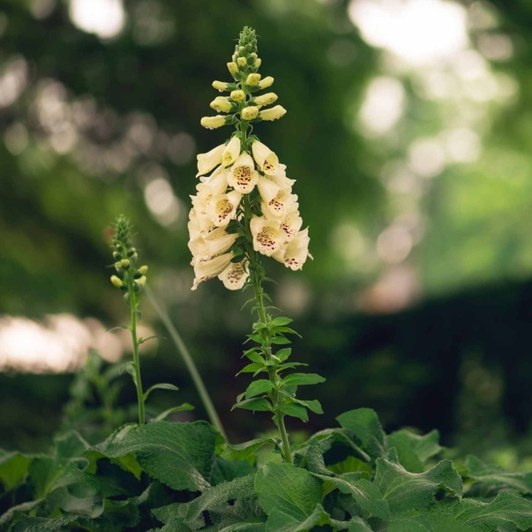 Almanac Planting Co: Discover the charm of the Arctic Fox Lemon Cream Foxglove, captured here in a serene garden setting. This image showcases the plant's elegant yellow flowers adorned with delicate maroon spots, perfect for garden enthusiasts looking to attract pollinators and add a splash of color to shady spots.