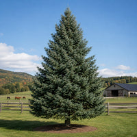 Fraser Fir