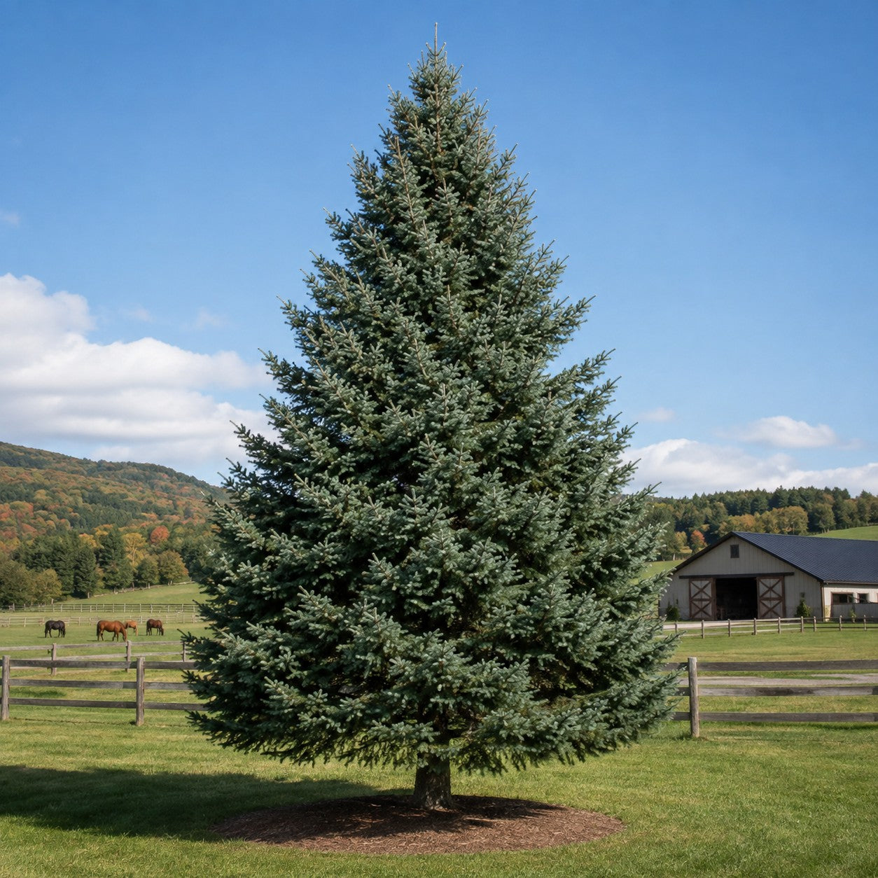 Fraser Fir