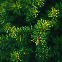 Fraser Fir